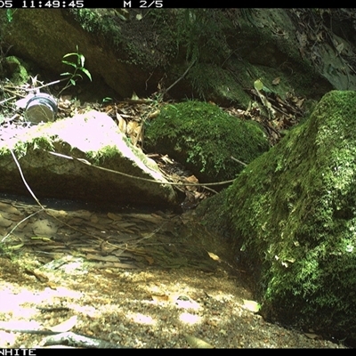 Intellagama lesueurii howittii at Brogo, NSW - 5 Dec 2024 by Silverware
