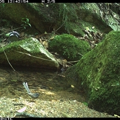 Rhipidura albiscapa (Grey Fantail) at Brogo, NSW - 5 Dec 2024 by Silverware