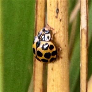 Harmonia conformis (Common Spotted Ladybird) at Moe, VIC - Yesterday by Hejor1