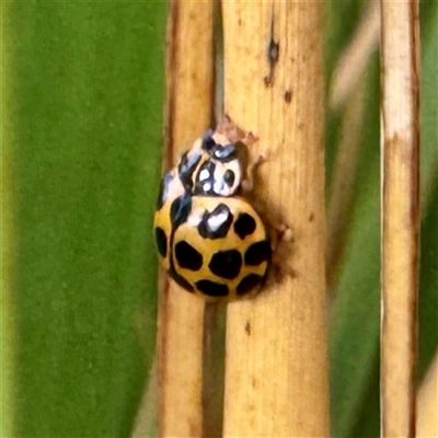 Harmonia conformis at Moe, VIC - Today by Hejor1