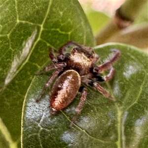 Opisthoncus sp. (genus) (Opisthoncus jumping spider) at Moe, VIC - Yesterday by Hejor1