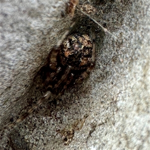 Cryptachaea veruculata at Moe, VIC - Yesterday by Hejor1