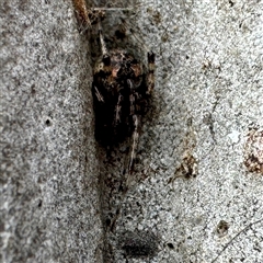 Cryptachaea veruculata at Moe, VIC - 10 Jun 2025 12:55 PM