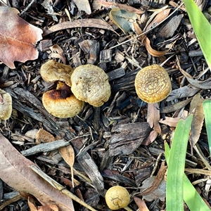 Agrocybe sp. at Moe, VIC - Today by Hejor1
