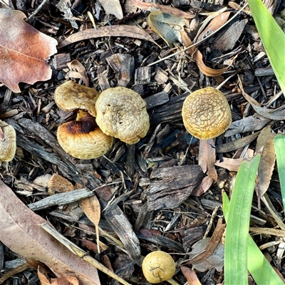 Agrocybe sp. at Moe, VIC - Today by Hejor1