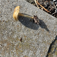 Agrocybe sp. at Moe, VIC - 10 Jun 2025 12:45 PM