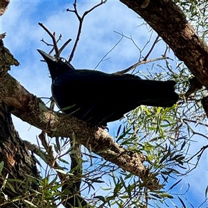 Corvus coronoides at Moe, VIC - Yesterday by Hejor1