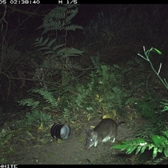 Perameles nasuta (Long-nosed Bandicoot) at Brogo, NSW - 5 Sep 2024 by Silverware