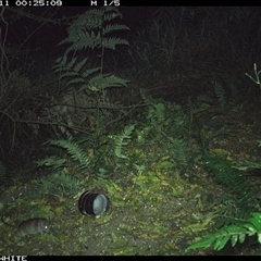 Rattus rattus (Black Rat) at Brogo, NSW - 11 Sep 2024 by Silverware