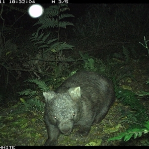 Vombatus ursinus (Bare-nosed Wombat) at Brogo, NSW - 11 Sep 2024 by Silverware