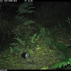Rattus rattus (Black Rat) at Brogo, NSW - 12 Sep 2024 by Silverware