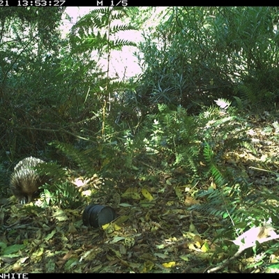 Tachyglossus aculeatus (Short-beaked Echidna) at Brogo, NSW - 21 Sep 2024 by Silverware