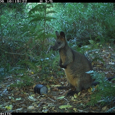 Wallabia bicolor (Swamp Wallaby) at Brogo, NSW - 6 Oct 2024 by Silverware