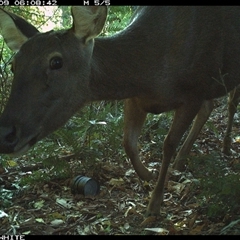 Cervus unicolor (Sambar Deer) at Brogo, NSW - 9 Oct 2024 by Silverware