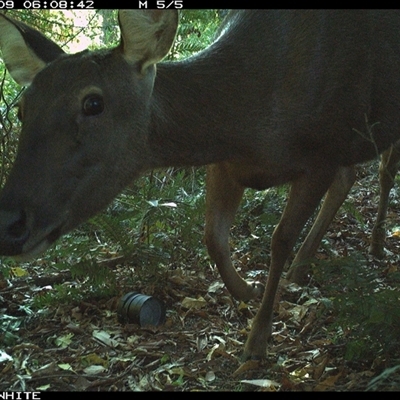 Cervus unicolor (Sambar Deer) at Brogo, NSW - 9 Oct 2024 by Silverware