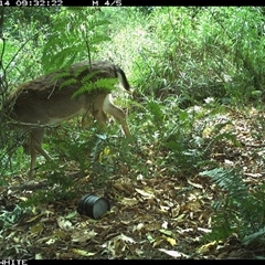 Dama dama (Fallow Deer) at Brogo, NSW - 14 Oct 2024 by Silverware