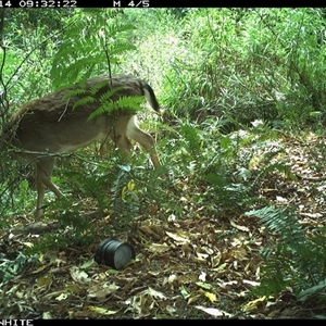 Dama dama (Fallow Deer) at Brogo, NSW - 14 Oct 2024 by Silverware
