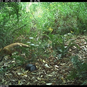 Vulpes vulpes (Red Fox) at Brogo, NSW - 1 Nov 2024 by Silverware