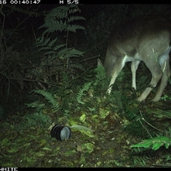 Dama dama (Fallow Deer) at Brogo, NSW - 16 Sep 2024 by Silverware