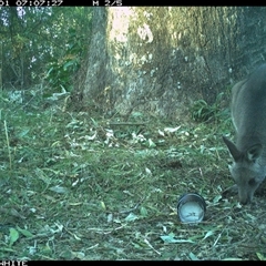 Macropus giganteus (Eastern Grey Kangaroo) at Brogo, NSW - 1 Sep 2024 by RichardBomford