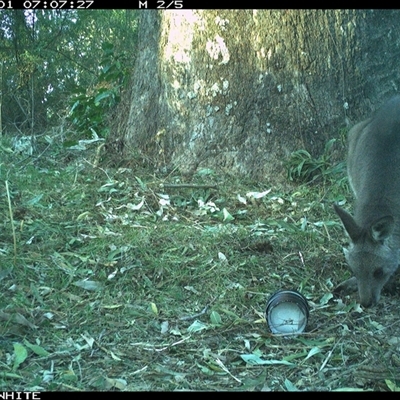 Macropus giganteus (Eastern Grey Kangaroo) at Brogo, NSW - 1 Sep 2024 by RichardBomford