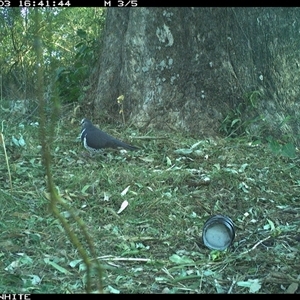 Leucosarcia melanoleuca (Wonga Pigeon) at Brogo, NSW - 3 Sep 2024 by RichardBomford