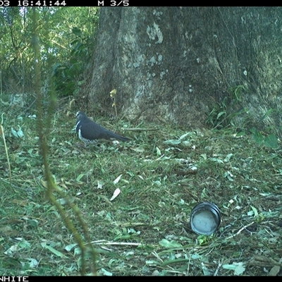 Leucosarcia melanoleuca (Wonga Pigeon) at Brogo, NSW - 3 Sep 2024 by RichardBomford