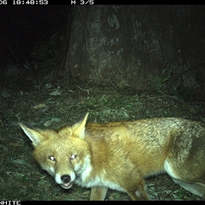 Vulpes vulpes (Red Fox) at Brogo, NSW - 6 Sep 2024 by RichardBomford