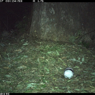 Oryctolagus cuniculus (European Rabbit) at Brogo, NSW - 7 Sep 2024 by RichardBomford