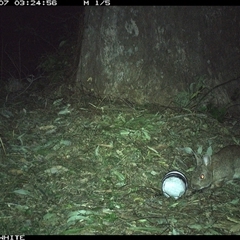 Oryctolagus cuniculus at Brogo, NSW - 7 Sep 2024 03:24 AM