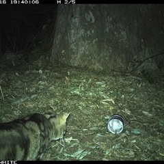 Felis catus (Feral Cat) at Brogo, NSW - 16 Sep 2024 by RichardBomford