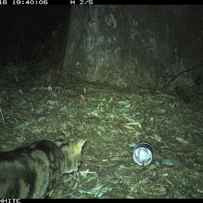 Felis catus (Feral Cat) at Brogo, NSW - 16 Sep 2024 by RichardBomford