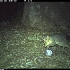 Trichosurus vulpecula (Common Brushtail Possum) at Brogo, NSW - 22 Sep 2024 by RichardBomford
