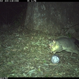 Trichosurus vulpecula (Common Brushtail Possum) at Brogo, NSW - 22 Sep 2024 by RichardBomford
