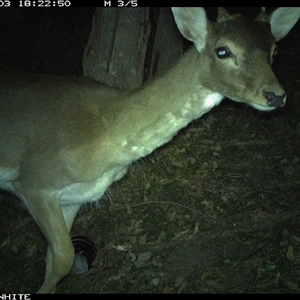Dama dama (Fallow Deer) at Brogo, NSW - 3 Oct 2024 by RichardBomford
