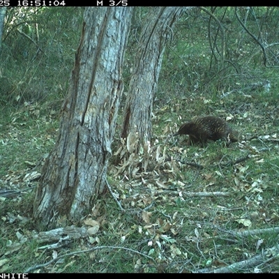 Tachyglossus aculeatus (Short-beaked Echidna) at Brogo, NSW - 25 Oct 2024 by RichardBomford