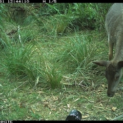 Rusa timoriensis (Rusa Deer, Javan Rusa, Sundar Sambar) at Brogo, NSW - 31 Oct 2024 by RichardBomford