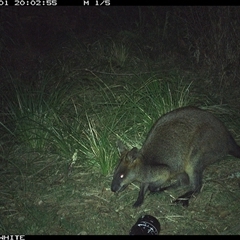 Wallabia bicolor (Swamp Wallaby) at Brogo, NSW - 1 Nov 2024 by RichardBomford