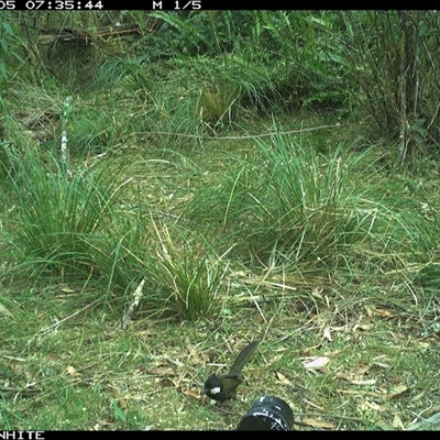 Psophodes olivaceus (Eastern Whipbird) at Brogo, NSW - 5 Nov 2024 by RichardBomford