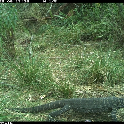 Varanus varius (Lace Monitor) at Brogo, NSW - 28 Nov 2024 by RichardBomford