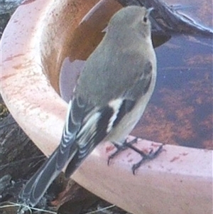 Petroica phoenicea at Ballyroe, NSW - suppressed