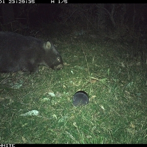 Vombatus ursinus (Bare-nosed Wombat) at Brogo, NSW - 1 Sep 2024 by RichardBomford
