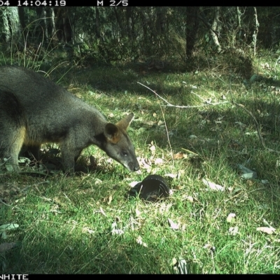 Wallabia bicolor (Swamp Wallaby) at Brogo, NSW - 4 Sep 2024 by RichardBomford