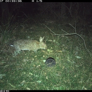 Oryctolagus cuniculus (European Rabbit) at Brogo, NSW - 7 Sep 2024 by RichardBomford