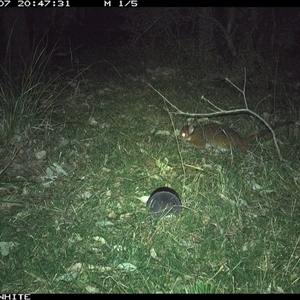 Pseudocheirus peregrinus (Common Ringtail Possum) at Brogo, NSW - 7 Sep 2024 by RichardBomford