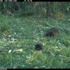 Tachyglossus aculeatus (Short-beaked Echidna) at Brogo, NSW - 8 Sep 2024 by RichardBomford