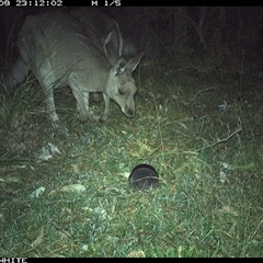 Macropus giganteus (Eastern Grey Kangaroo) at Brogo, NSW - 9 Sep 2024 by RichardBomford