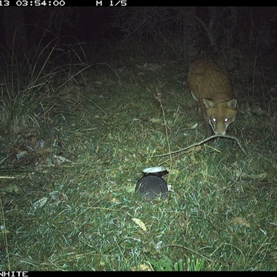 Vulpes vulpes (Red Fox) at Brogo, NSW - 13 Sep 2024 by RichardBomford