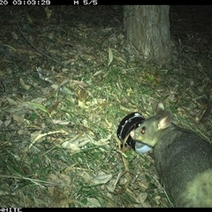 Trichosurus vulpecula (Common Brushtail Possum) at Brogo, NSW - 20 Oct 2024 by RichardBomford