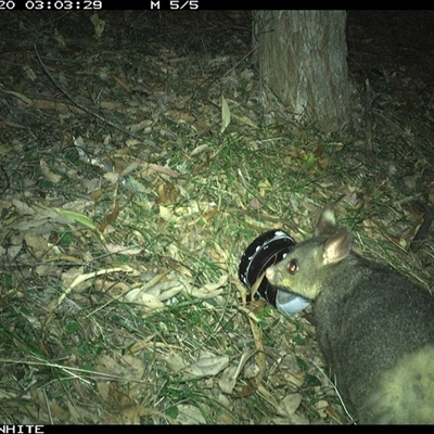 Trichosurus vulpecula (Common Brushtail Possum) at Brogo, NSW - 20 Oct 2024 by RichardBomford